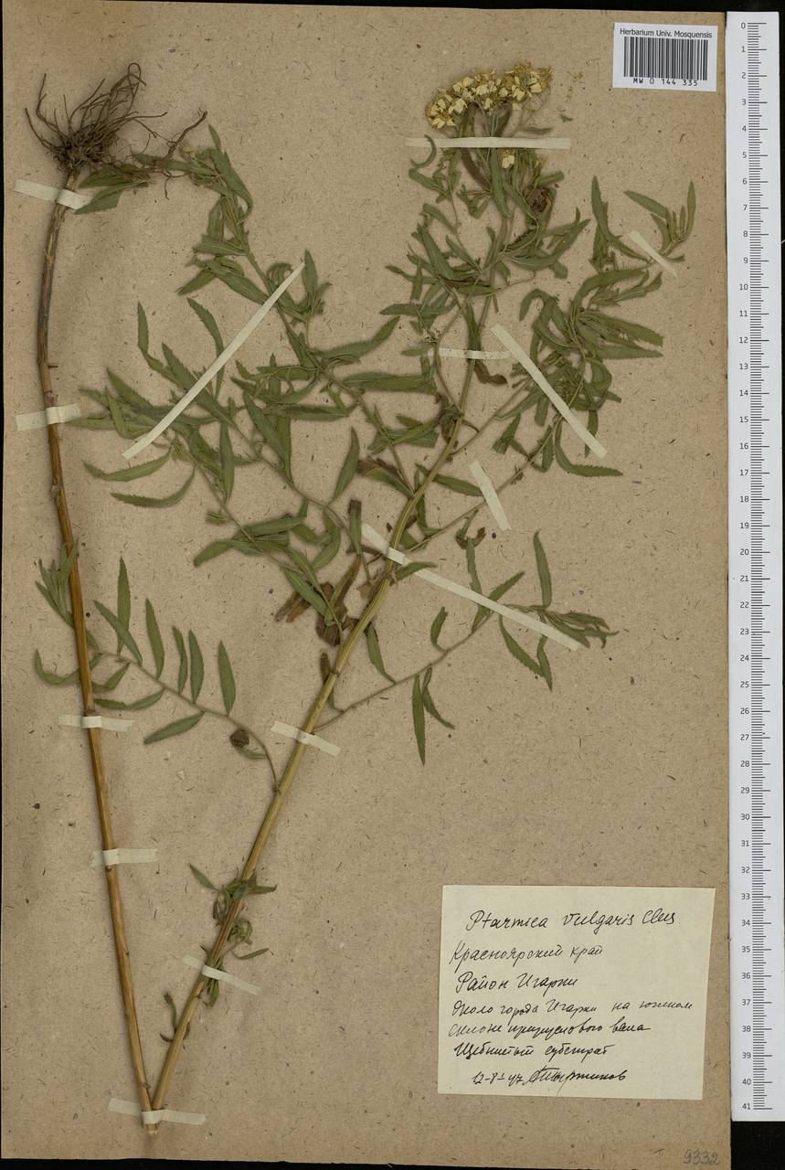 Achillea salicifolia subsp. salicifolia, Сибирь, Центральная Сибирь (S3) (Россия)