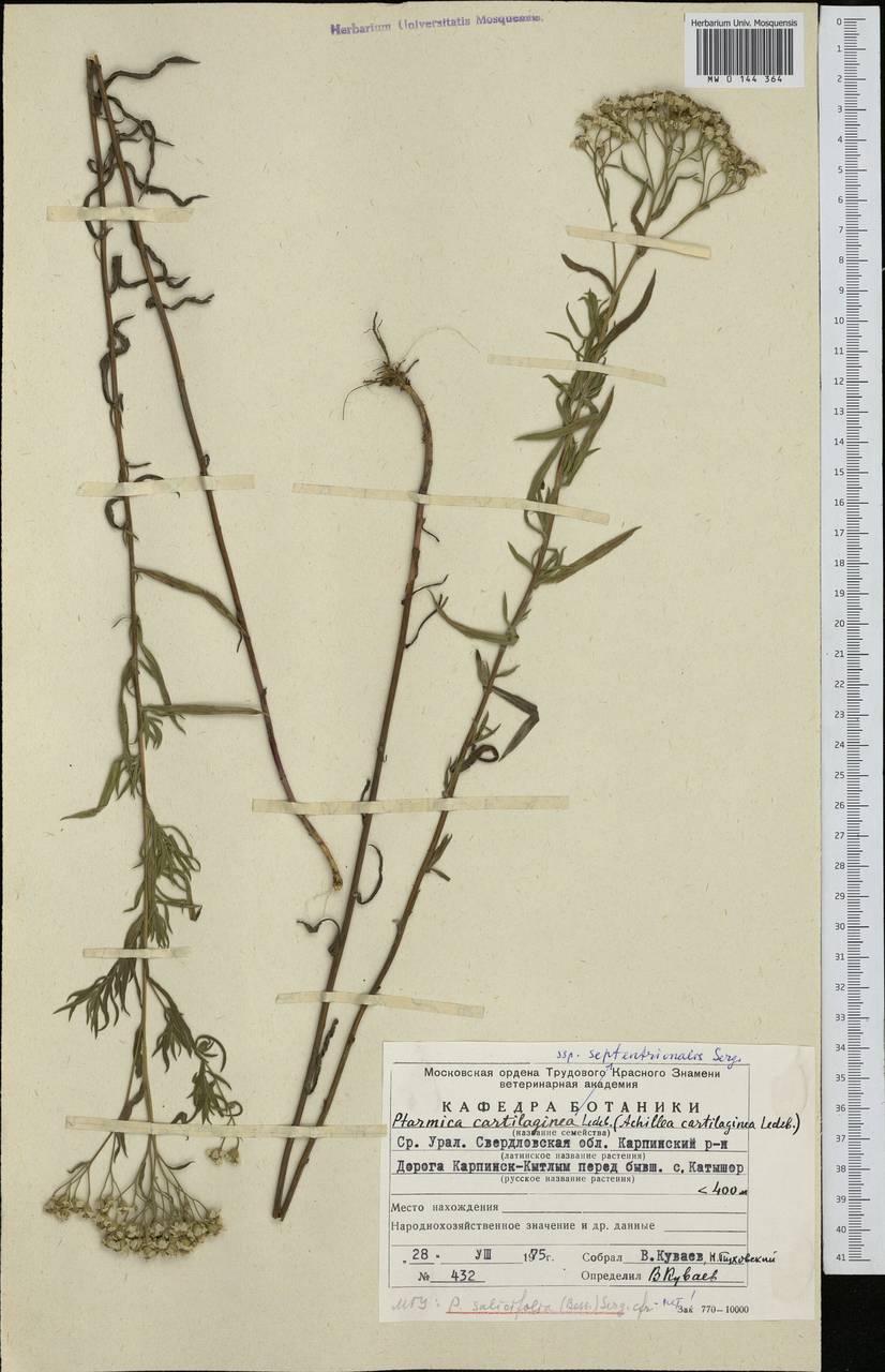 Achillea salicifolia subsp. salicifolia, Сибирь, Западная Сибирь (S1) (Россия)