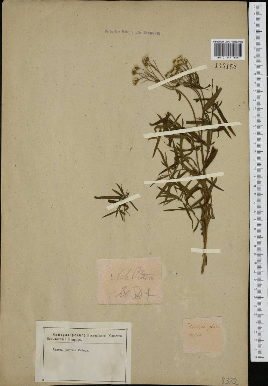 Achillea salicifolia subsp. salicifolia, Сибирь и Дальний Восток (без точных местонахождений) (S0) (Россия)
