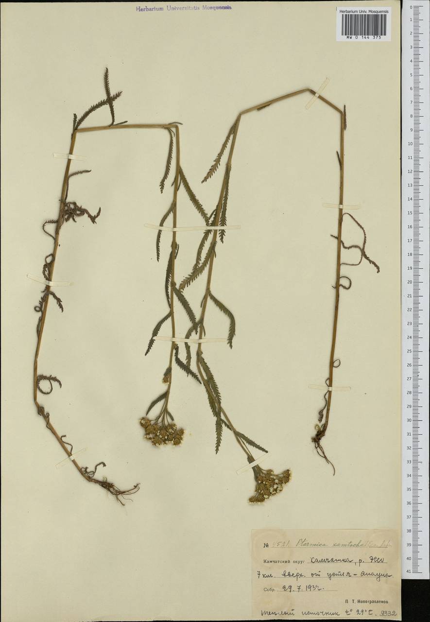 Achillea alpina subsp. camtschatica (Heimerl) Kitam., Сибирь, Чукотка и Камчатка (S7) (Россия)