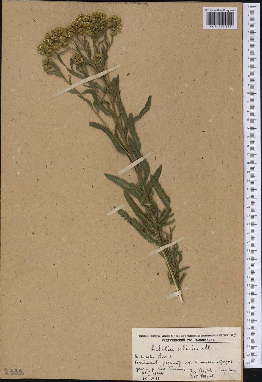 Achillea alpina subsp. alpina, Сибирь, Дальний Восток (S6) (Россия)