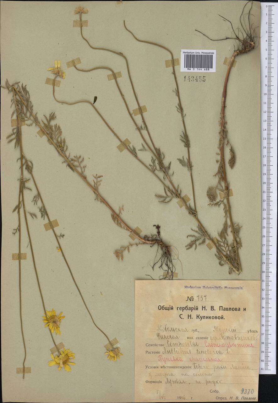 Cota tinctoria subsp. tinctoria, Сибирь, Западная Сибирь (S1) (Россия)
