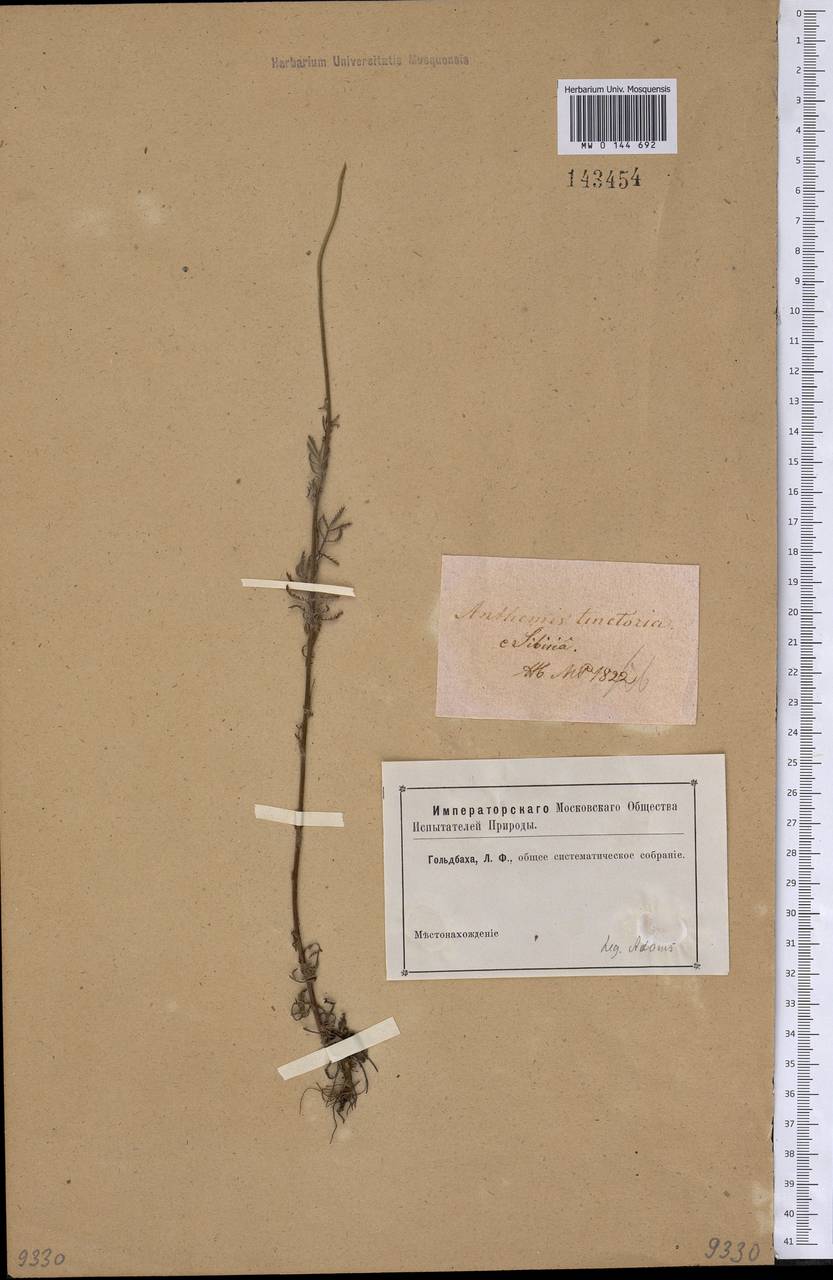 Cota tinctoria subsp. tinctoria, Сибирь и Дальний Восток (без точных местонахождений) (S0) (Россия)