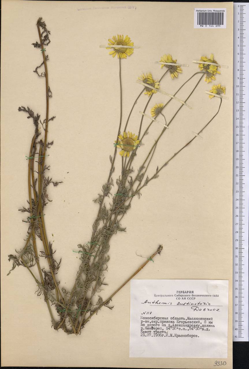 Cota tinctoria subsp. tinctoria, Сибирь, Западная Сибирь (S1) (Россия)