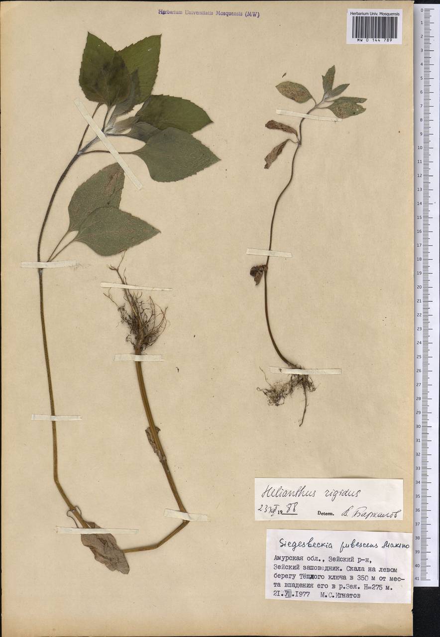 Helianthus pauciflorus subsp. pauciflorus, Сибирь, Дальний Восток (S6) (Россия)