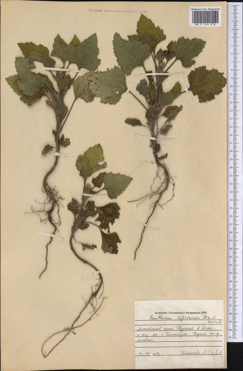 Xanthium orientale var. albinum (Widd.) Adema & M. T. Jansen, Сибирь, Алтай и Саяны (S2) (Россия)