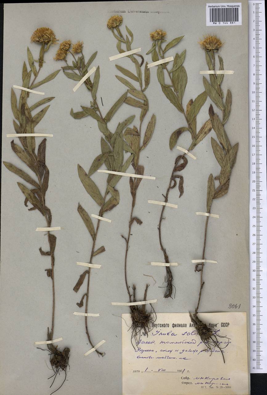 Pentanema salicinum subsp. salicinum, Сибирь, Якутия (S5) (Россия)