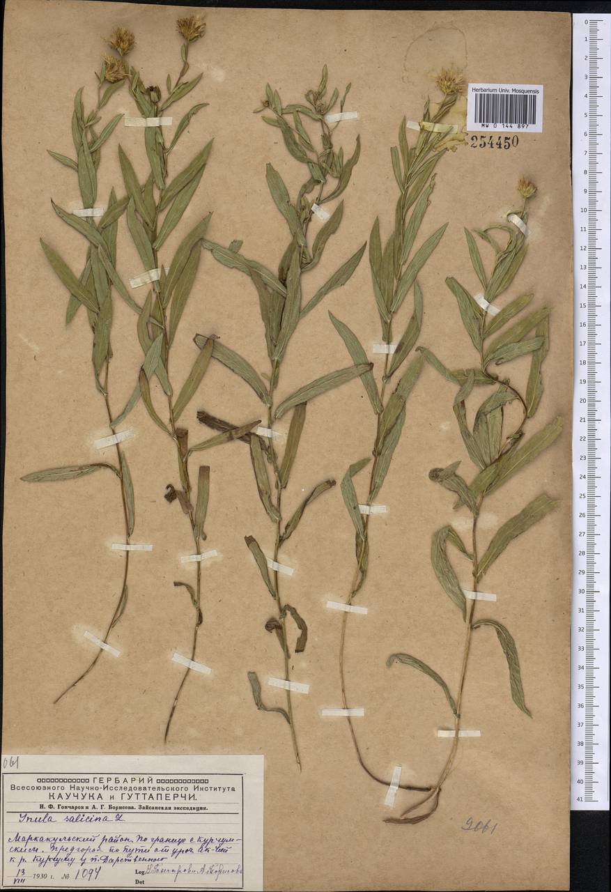 Pentanema salicinum subsp. salicinum, Сибирь, Западный (Казахстанский) Алтай (S2a) (Казахстан)