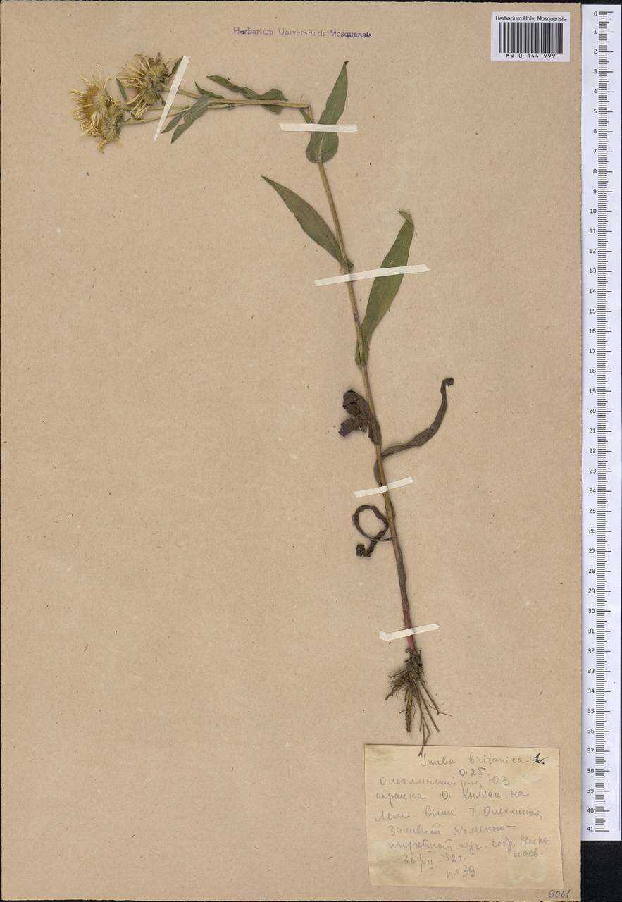 Pentanema britannicum (L.) D. Gut. Larr., Santos-Vicente, Anderb., E. Rico & M. M. Mart. Ort., Сибирь, Якутия (S5) (Россия)