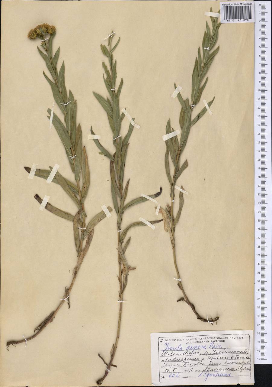 Pentanema salicinum subsp. asperum (Poir.) Mosyakin, Сибирь, Западный (Казахстанский) Алтай (S2a) (Казахстан)
