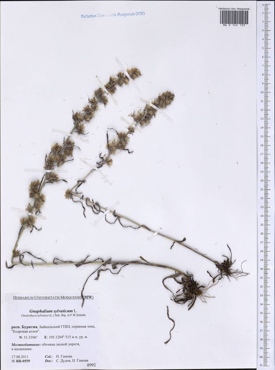 Сушеница лесная (L.) Sch. Bip. & F. W. Schultz, Сибирь, Прибайкалье и Забайкалье (S4) (Россия)