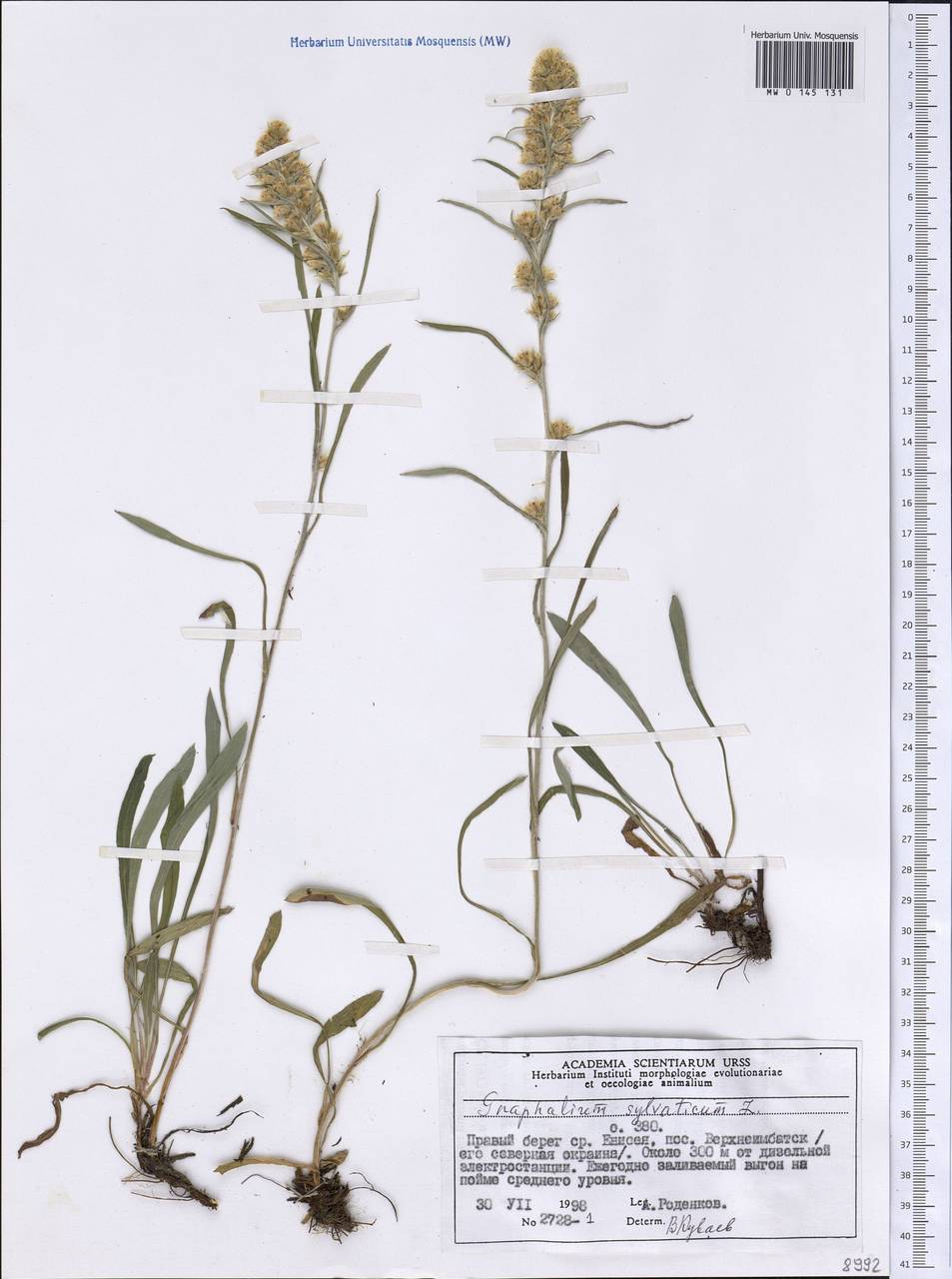 Сушеница лесная (L.) Sch. Bip. & F. W. Schultz, Сибирь, Центральная Сибирь (S3) (Россия)