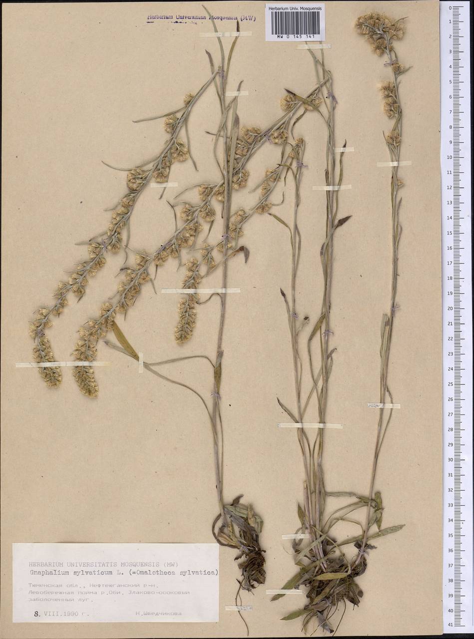 Сушеница лесная (L.) Sch. Bip. & F. W. Schultz, Сибирь, Западная Сибирь (S1) (Россия)