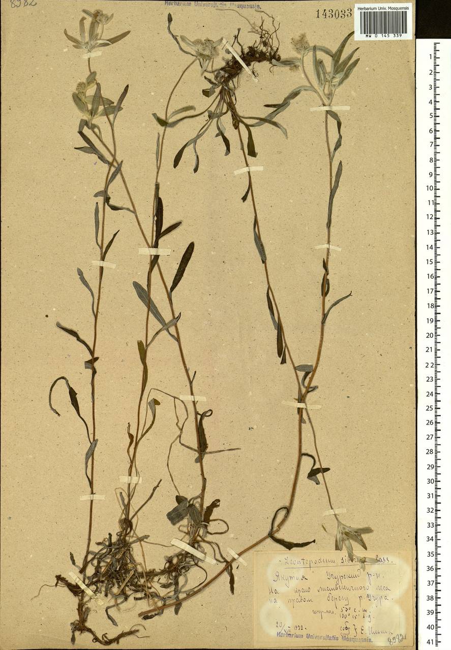 Эдельвейс эдельвейсовидный (Willd.) Beauverd, Сибирь, Якутия (S5) (Россия)