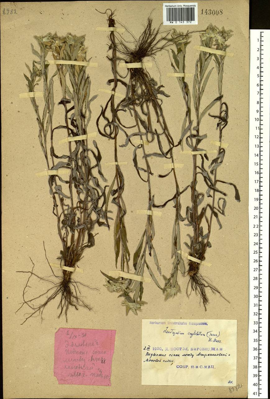 Эдельвейс скученный (Turcz.) Hand.-Mazz., Сибирь, Дальний Восток (S6) (Россия)