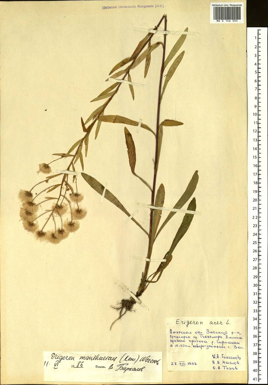 Erigeron acris subsp. kamtschaticus (DC.) H. Hara, Сибирь, Дальний Восток (S6) (Россия)