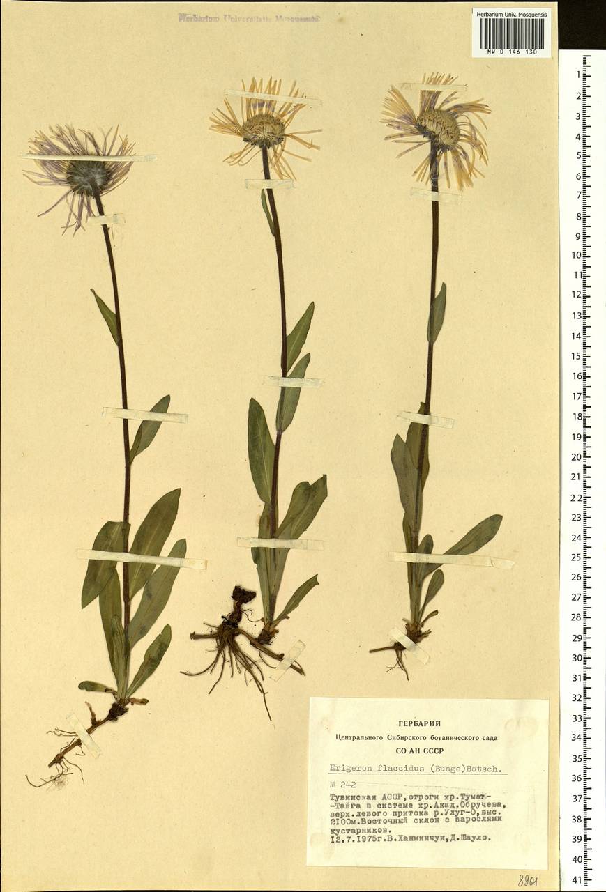 Tibetiodes flaccida (Bunge) G. L. Nesom, Сибирь, Алтай и Саяны (S2) (Россия)