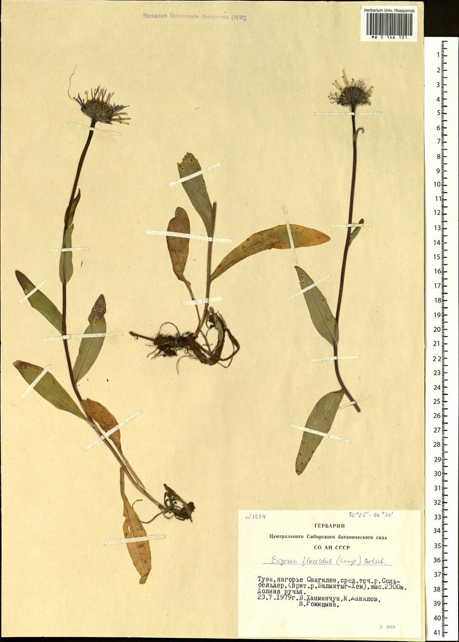 Tibetiodes flaccida (Bunge) G. L. Nesom, Сибирь, Алтай и Саяны (S2) (Россия)
