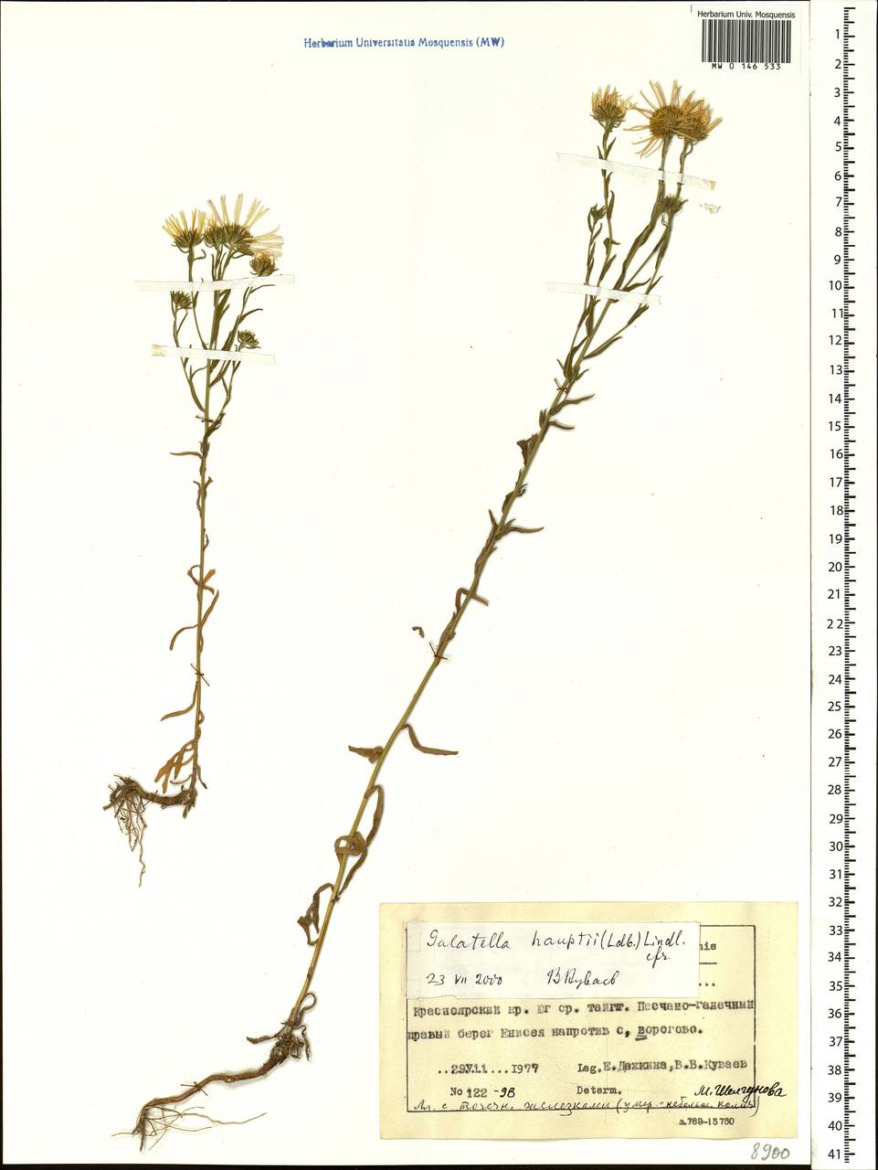 Солонечник Гаупта (Ledeb.) Lindl. ex DC., Сибирь, Центральная Сибирь (S3) (Россия)