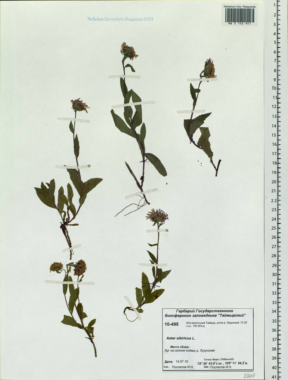 Эврибия сибирская, Сибирь, Центральная Сибирь (S3) (Россия)