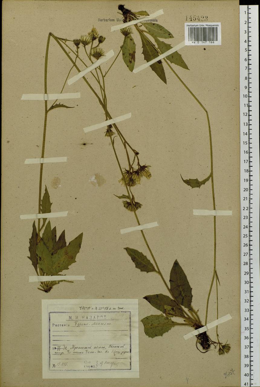 Hieracium lachenalii subsp. cruentifolium (Dahlst. & Lübeck ex Dahlst.) Zahn, Сибирь, Прибайкалье и Забайкалье (S4) (Россия)