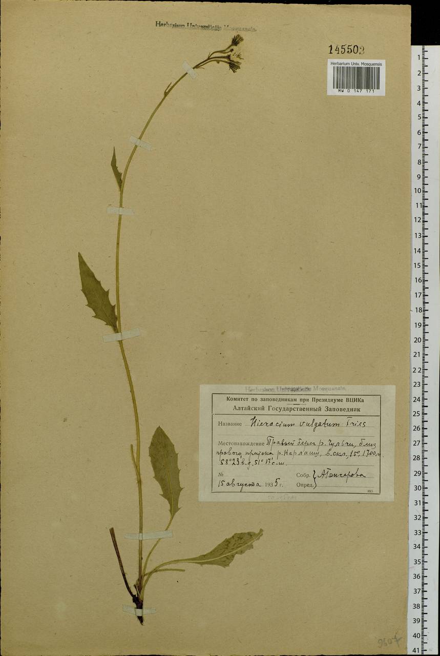 Hieracium lachenalii subsp. cruentifolium (Dahlst. & Lübeck ex Dahlst.) Zahn, Сибирь, Алтай и Саяны (S2) (Россия)