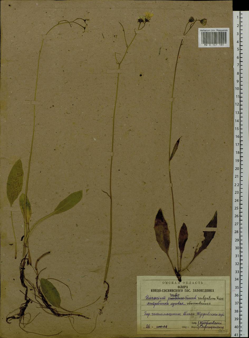 Hieracium lachenalii subsp. cruentifolium (Dahlst. & Lübeck ex Dahlst.) Zahn, Сибирь, Западная Сибирь (S1) (Россия)