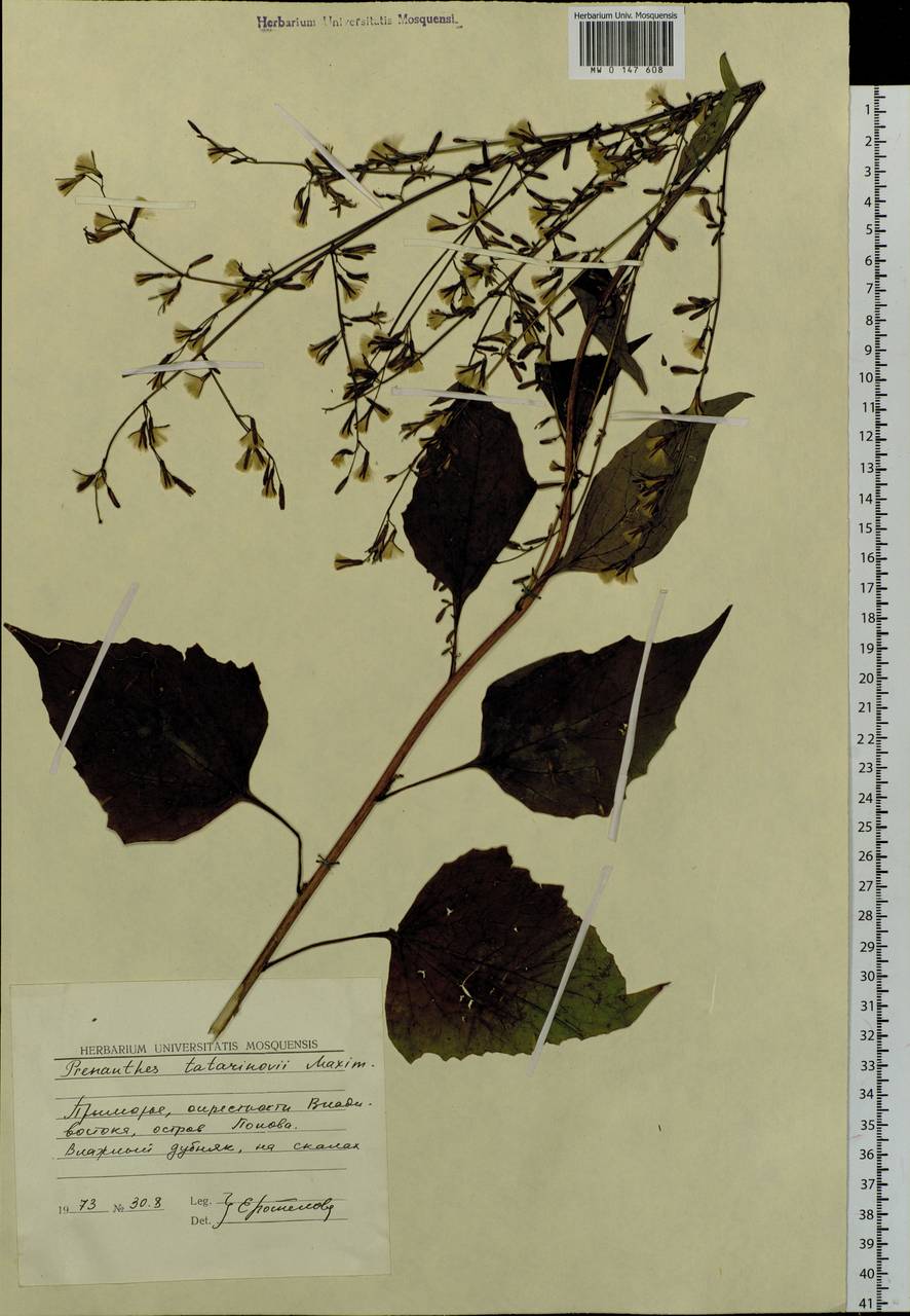 Nabalus tatarinowii subsp. tatarinowii, Сибирь, Дальний Восток (S6) (Россия)