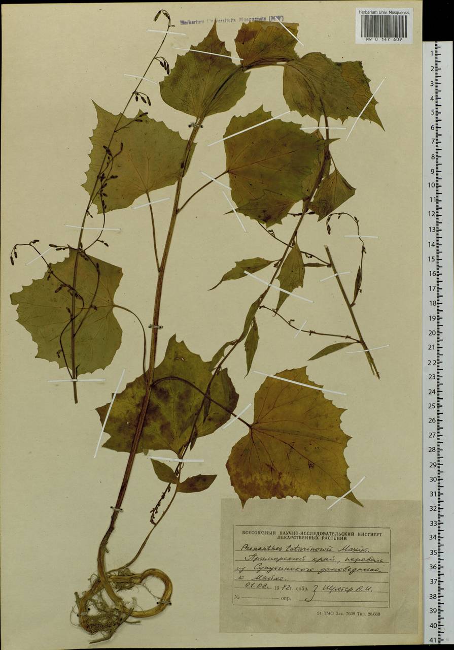 Nabalus tatarinowii subsp. tatarinowii, Сибирь, Дальний Восток (S6) (Россия)