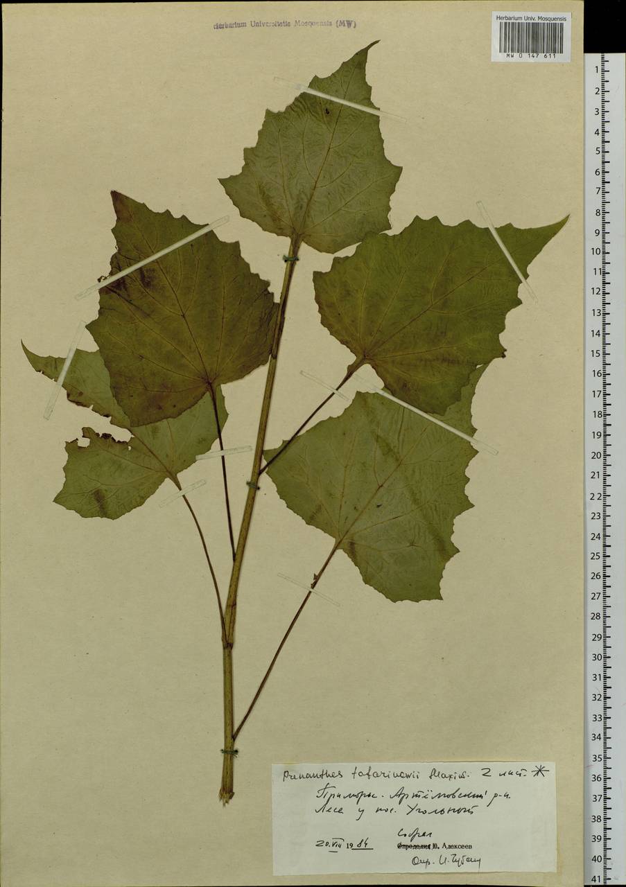 Nabalus tatarinowii subsp. tatarinowii, Сибирь, Дальний Восток (S6) (Россия)