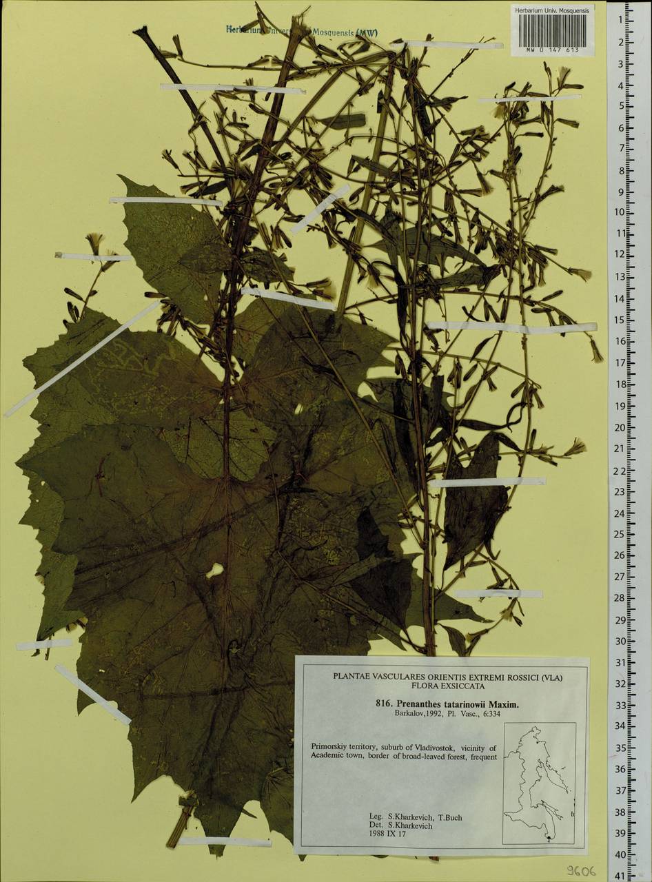 Nabalus tatarinowii subsp. tatarinowii, Сибирь, Дальний Восток (S6) (Россия)
