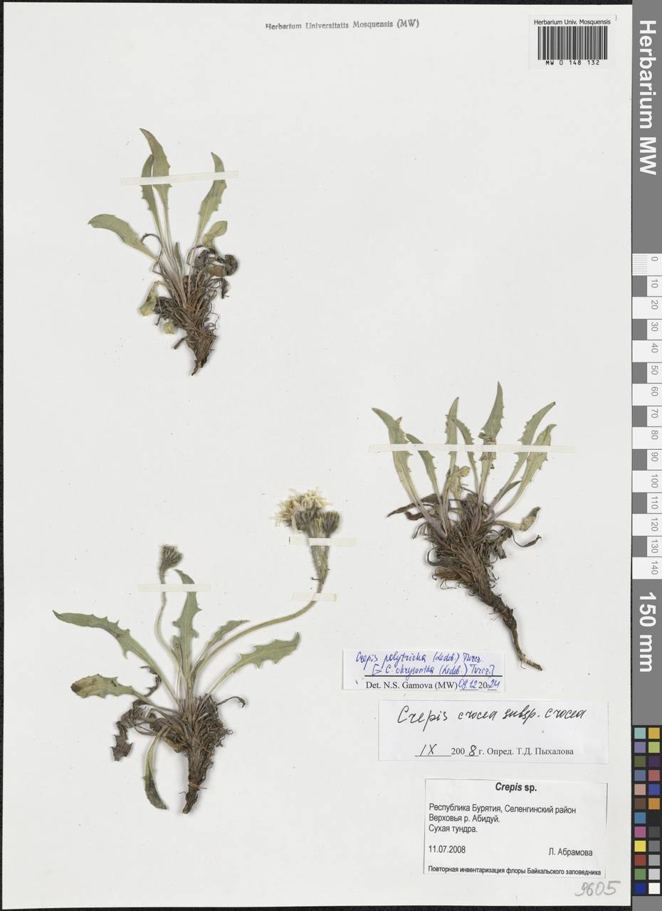 Crepis chrysantha subsp. chrysantha, Сибирь, Прибайкалье и Забайкалье (S4) (Россия)