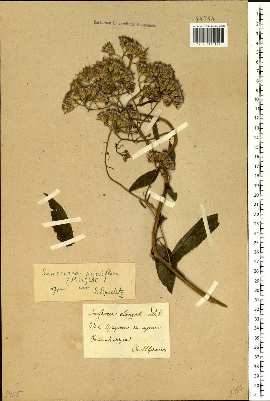 https://plant.depo.msu.ru/open/public/item/MW0151342/img/0.jpg