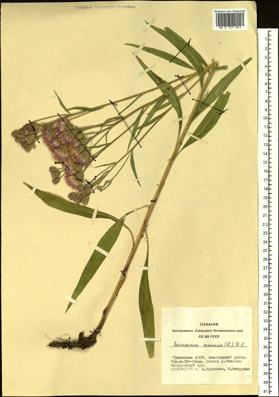 Соссюрея горькая, Горькуша горькая (L.) DC., Сибирь, Алтай и Саяны (S2) (Россия)