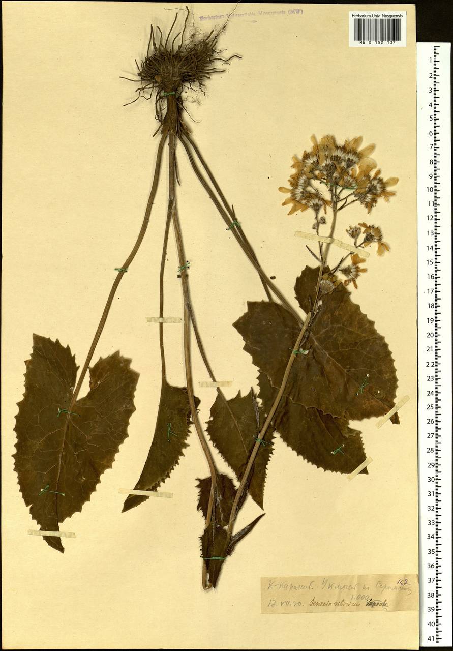 Vickifunkia thyrsoidea (Ledeb.) C. Ren, L. Wang, I. D. Illar. & Q. E. Yang, Сибирь, Западный (Казахстанский) Алтай (S2a) (Казахстан)