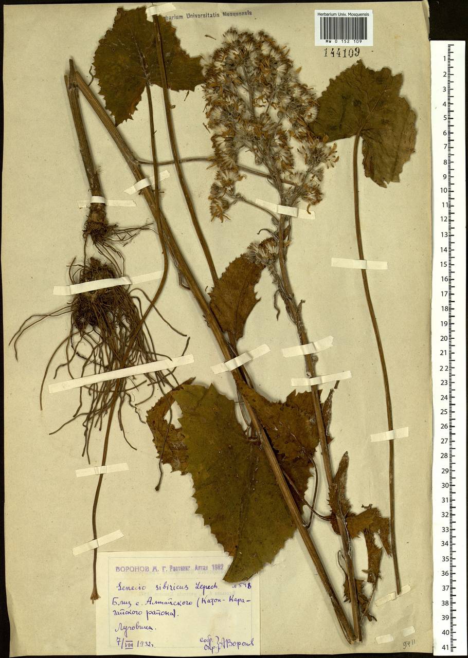 Vickifunkia thyrsoidea (Ledeb.) C. Ren, L. Wang, I. D. Illar. & Q. E. Yang, Сибирь, Западный (Казахстанский) Алтай (S2a) (Казахстан)