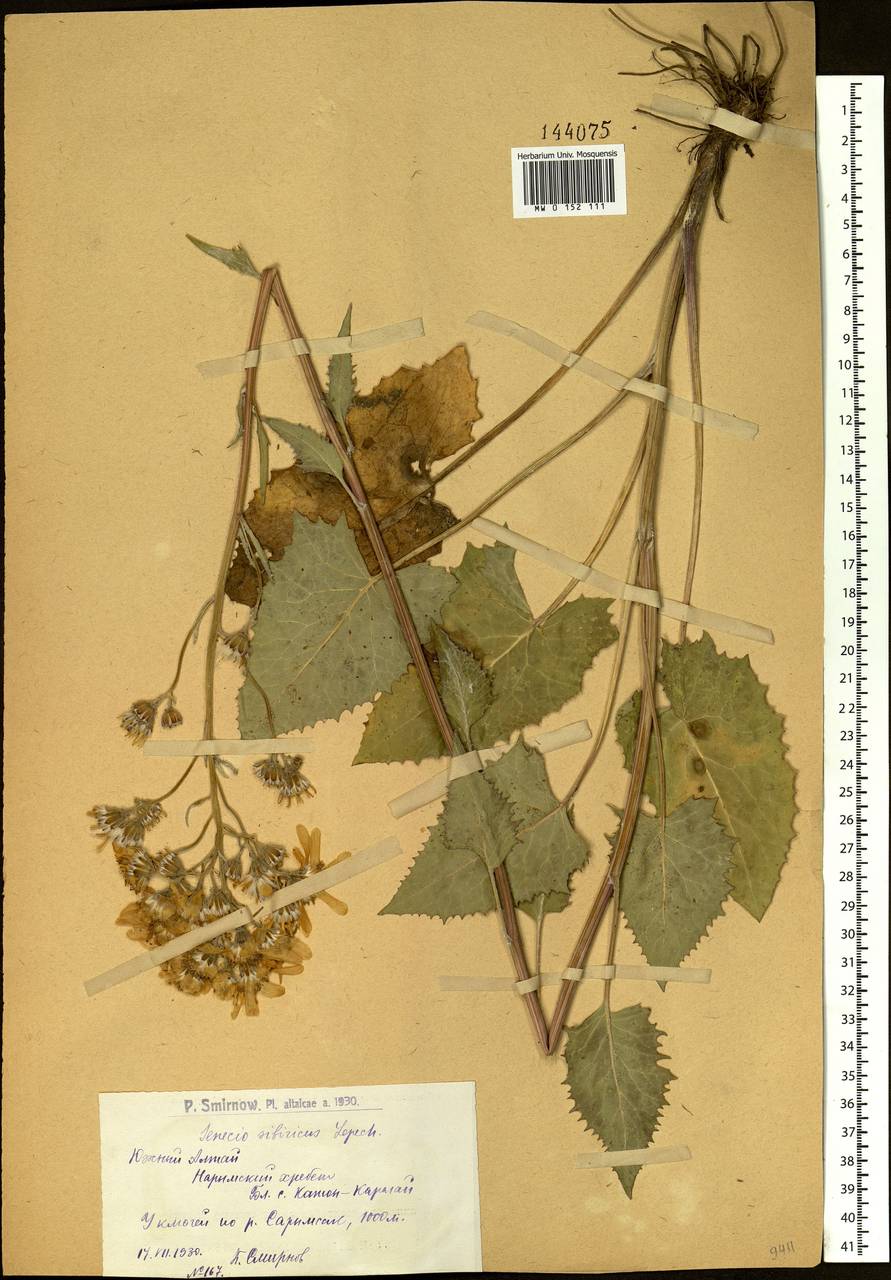 Vickifunkia thyrsoidea (Ledeb.) C. Ren, L. Wang, I. D. Illar. & Q. E. Yang, Сибирь, Западный (Казахстанский) Алтай (S2a) (Казахстан)