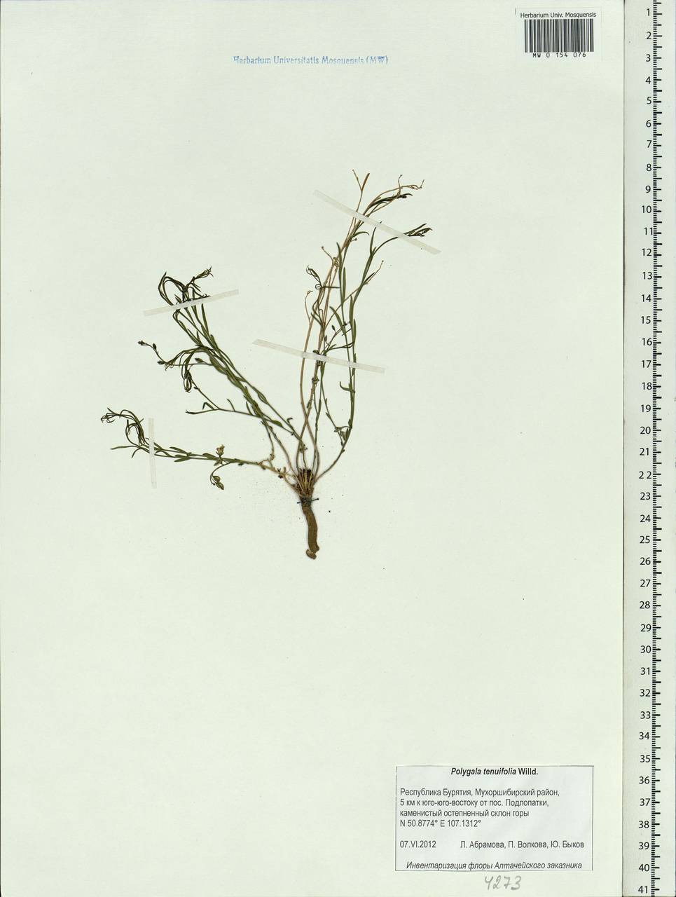 Истод узколистный Willd., Сибирь, Прибайкалье и Забайкалье (S4) (Россия)