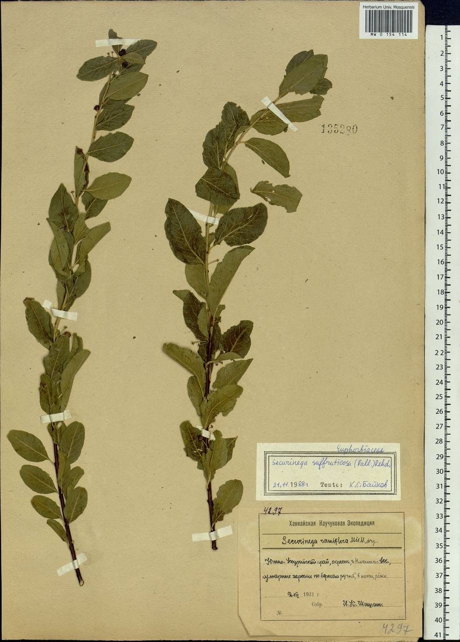 Флюгея полукустарниковая (Pall.) Baill., Сибирь, Дальний Восток (S6) (Россия)