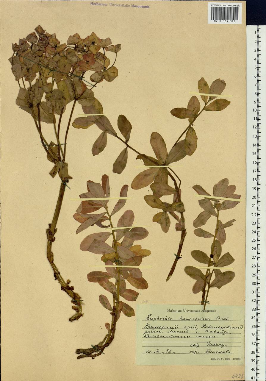 Euphorbia hylonoma Hand.-Mazz., Сибирь, Дальний Восток (S6) (Россия)