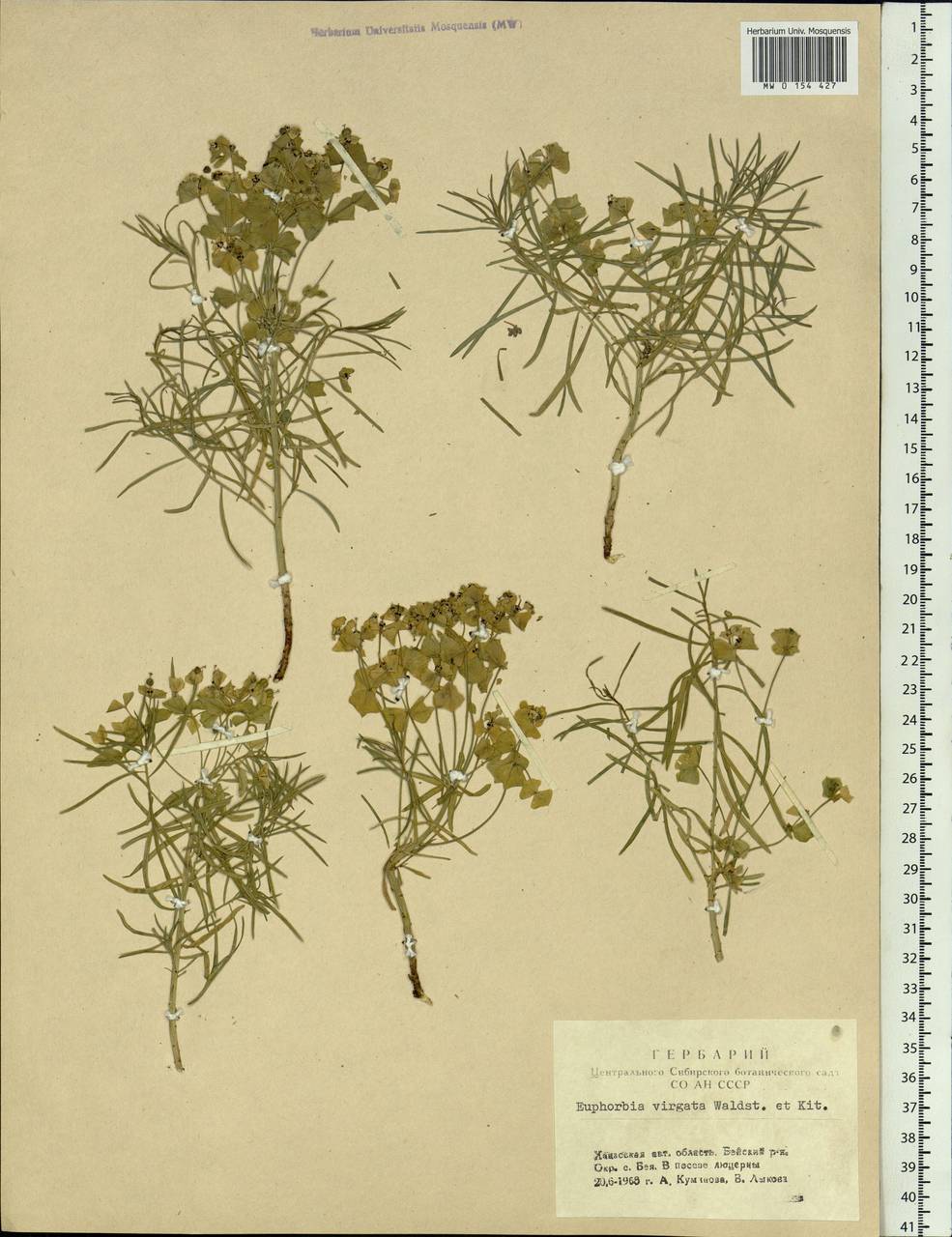Euphorbia tommasiniana Bertol., Сибирь, Алтай и Саяны (S2) (Россия)