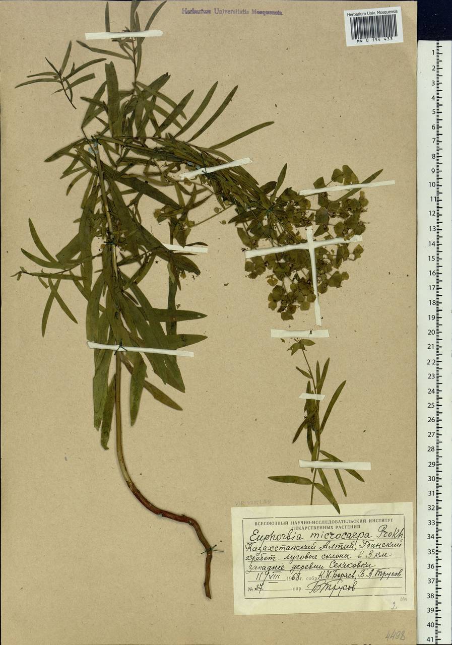 Euphorbia tommasiniana Bertol., Сибирь, Западный (Казахстанский) Алтай (S2a) (Казахстан)
