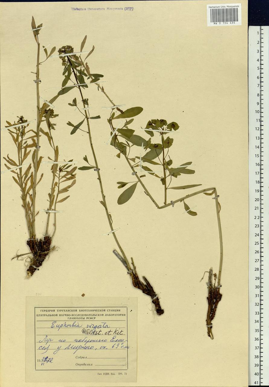 Euphorbia tommasiniana Bertol., Сибирь, Центральная Сибирь (S3) (Россия)