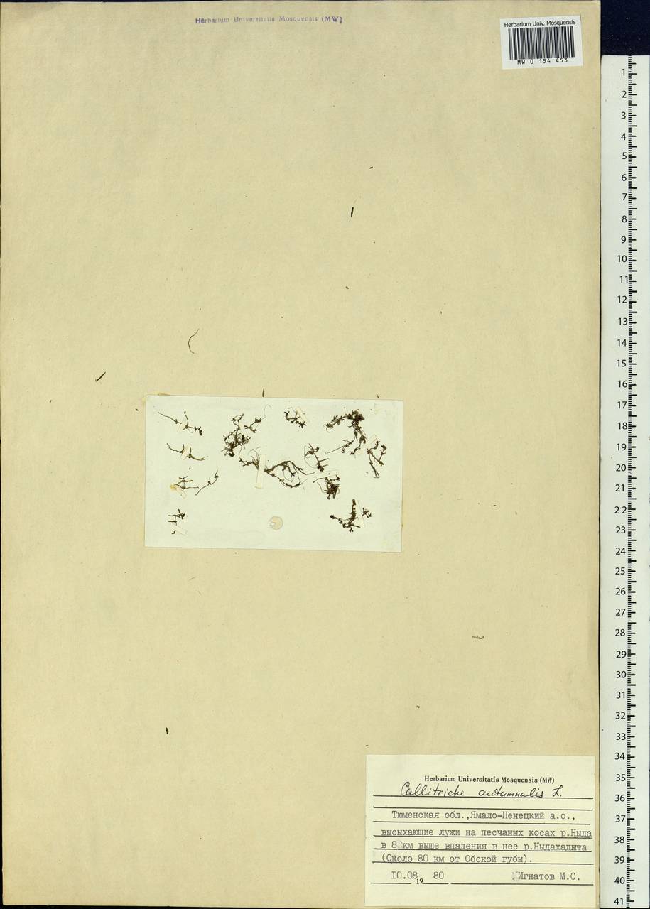 Callitriche hermaphroditica subsp. hermaphroditica, Сибирь, Западная Сибирь (S1) (Россия)
