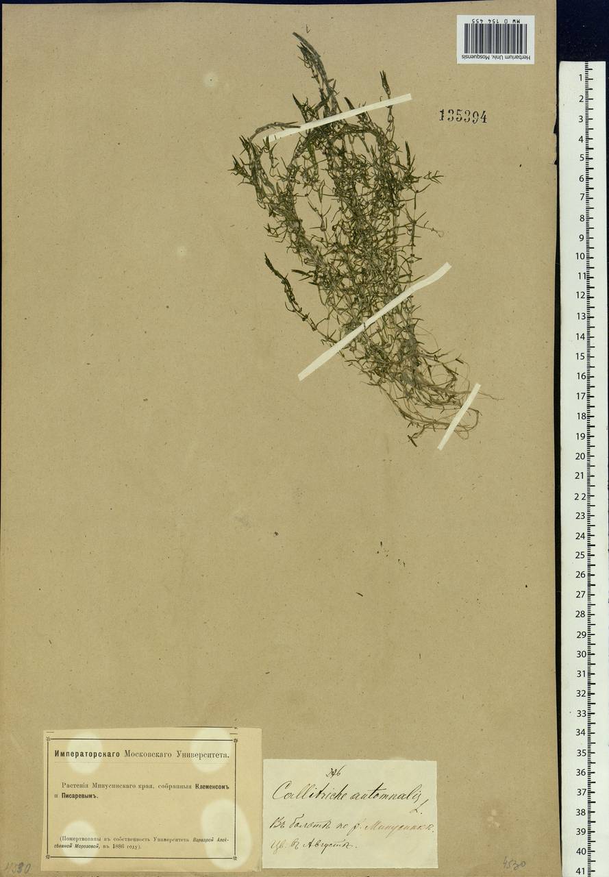 Callitriche hermaphroditica subsp. hermaphroditica, Сибирь, Алтай и Саяны (S2) (Россия)