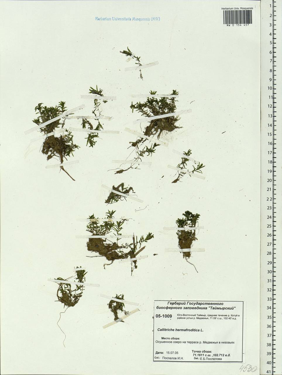 Callitriche hermaphroditica subsp. hermaphroditica, Сибирь, Центральная Сибирь (S3) (Россия)