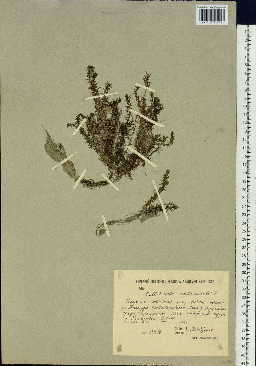 Callitriche hermaphroditica subsp. hermaphroditica, Сибирь, Якутия (S5) (Россия)
