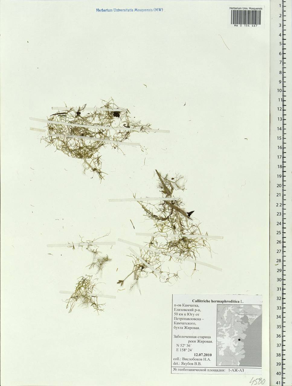Callitriche hermaphroditica subsp. hermaphroditica, Сибирь, Чукотка и Камчатка (S7) (Россия)