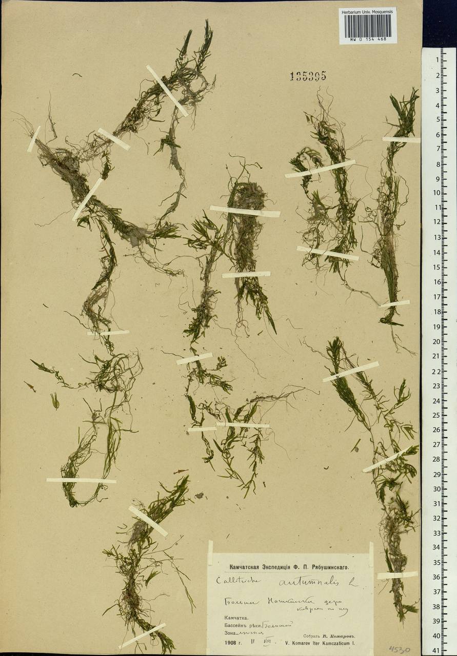 Callitriche hermaphroditica subsp. hermaphroditica, Сибирь, Чукотка и Камчатка (S7) (Россия)