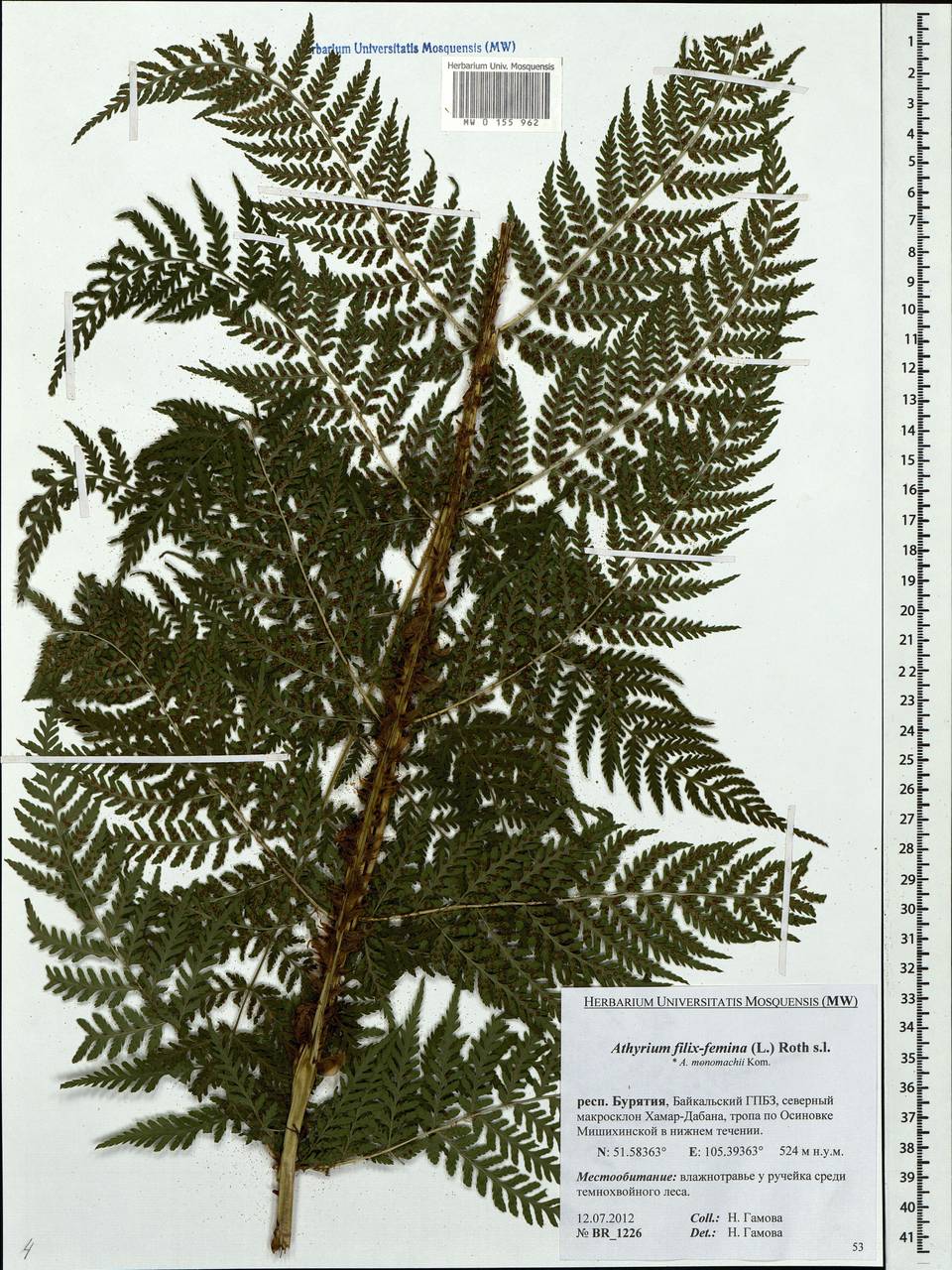 Кочедыжник Мономаха (Kom.) Kom., Сибирь, Прибайкалье и Забайкалье (S4) (Россия)